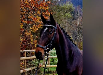 Caballo de deporte alemán, Yegua, 8 años, 162 cm, Castaño oscuro