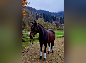 Caballo de deporte alemán, Yegua, 8 años, 162 cm, Castaño oscuro