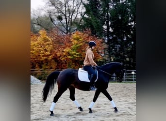 Caballo de deporte alemán, Yegua, 8 años, 162 cm, Castaño oscuro