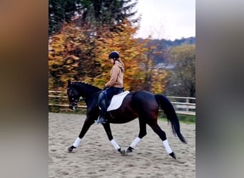 Caballo de deporte alemán, Yegua, 8 años, 162 cm, Castaño oscuro