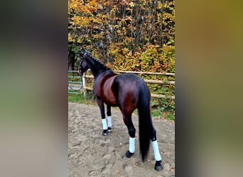 Caballo de deporte alemán, Yegua, 8 años, 162 cm, Castaño oscuro