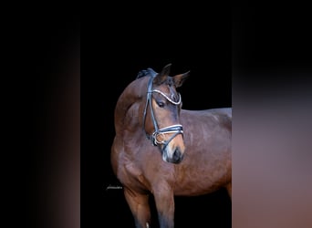 Caballo de deporte alemán, Yegua, 8 años, 164 cm, Castaño