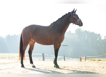 Caballo de deporte alemán, Yegua, 8 años, 164 cm, Castaño