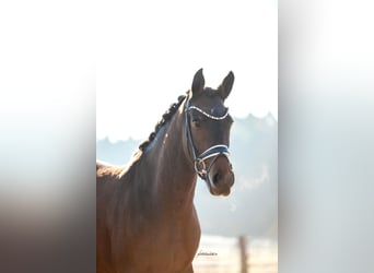 Caballo de deporte alemán, Yegua, 8 años, 164 cm, Castaño