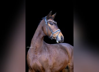 Caballo de deporte alemán, Yegua, 8 años, 164 cm, Castaño
