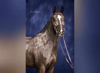 Caballo de deporte alemán, Yegua, 8 años, 164 cm, Negro