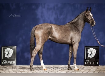 Caballo de deporte alemán, Yegua, 8 años, 164 cm, Negro