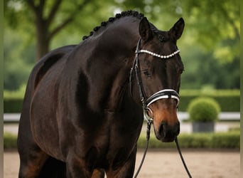 Caballo de deporte alemán, Yegua, 8 años, 165 cm, Castaño