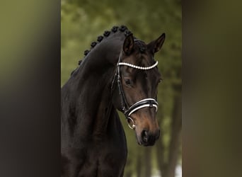 Caballo de deporte alemán, Yegua, 8 años, 165 cm, Castaño