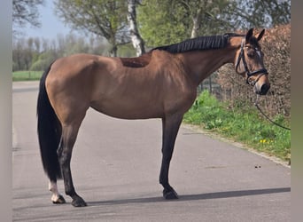 Caballo de deporte alemán, Yegua, 8 años, 165 cm, Castaño