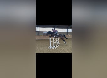 Caballo de deporte alemán, Yegua, 8 años, 165 cm, Morcillo