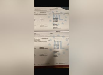 Caballo de deporte alemán, Yegua, 8 años, 165 cm, Morcillo