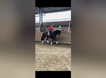 Caballo de deporte alemán, Yegua, 8 años, 165 cm, Morcillo