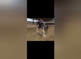 Caballo de deporte alemán, Yegua, 8 años, 165 cm, Morcillo