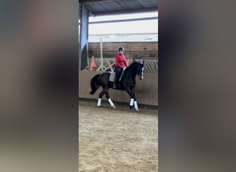 Caballo de deporte alemán, Yegua, 8 años, 165 cm, Morcillo