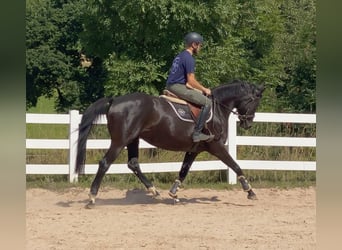 Caballo de deporte alemán, Yegua, 8 años, 165 cm, Negro
