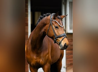Caballo de deporte alemán, Yegua, 8 años, 166 cm, Castaño
