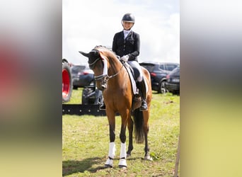 Caballo de deporte alemán, Yegua, 8 años, 166 cm, Castaño