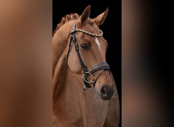 Caballo de deporte alemán, Yegua, 8 años, 167 cm, Alazán-tostado