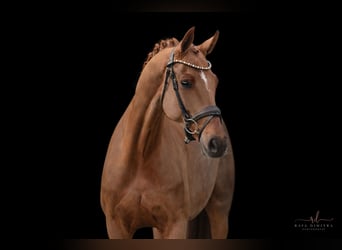 Caballo de deporte alemán, Yegua, 8 años, 167 cm, Alazán-tostado