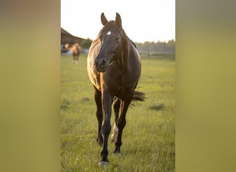 Caballo de deporte alemán, Yegua, 8 años, 167 cm, Negro