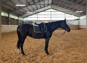 Caballo de deporte alemán, Yegua, 8 años, 167 cm, Negro