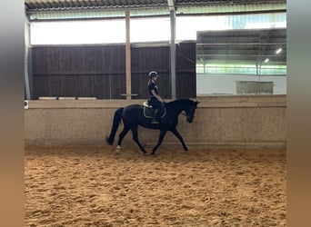 Caballo de deporte alemán, Yegua, 8 años, 167 cm, Negro