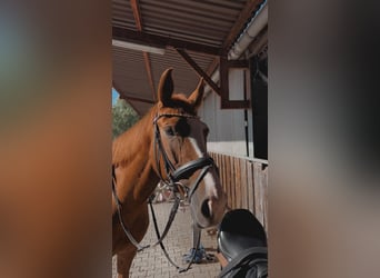 Caballo de deporte alemán, Yegua, 8 años, 168 cm, Alazán