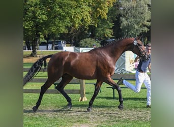 Caballo de deporte alemán, Yegua, 8 años, 168 cm, Castaño