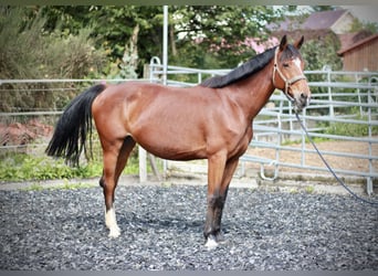 Caballo de deporte alemán, Yegua, 8 años, 168 cm, Castaño