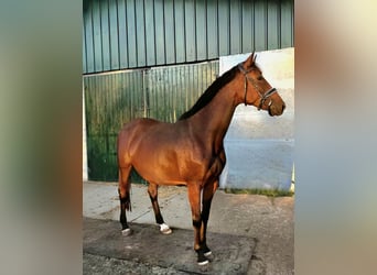 Caballo de deporte alemán, Yegua, 8 años, 168 cm, Castaño