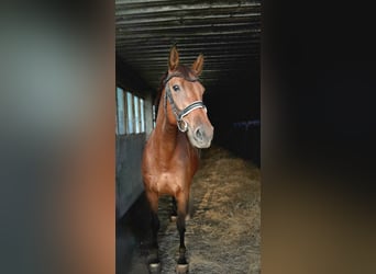 Caballo de deporte alemán, Yegua, 8 años, 168 cm, Castaño