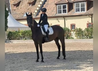 Caballo de deporte alemán, Yegua, 8 años, 168 cm, Castaño oscuro