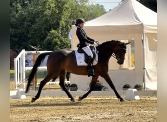 Caballo de deporte alemán, Yegua, 8 años, 168 cm, Castaño oscuro