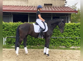 Caballo de deporte alemán, Yegua, 8 años, 168 cm, Negro