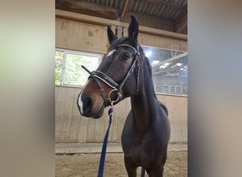 Caballo de deporte alemán, Yegua, 8 años, 170 cm, Castaño