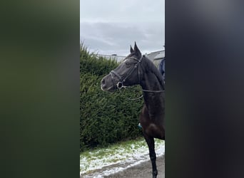 Caballo de deporte alemán, Yegua, 8 años, 170 cm, Negro