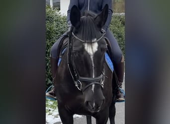 Caballo de deporte alemán, Yegua, 8 años, 170 cm, Negro