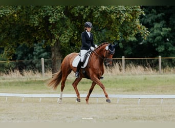 Caballo de deporte alemán, Yegua, 8 años, 171 cm, Alazán