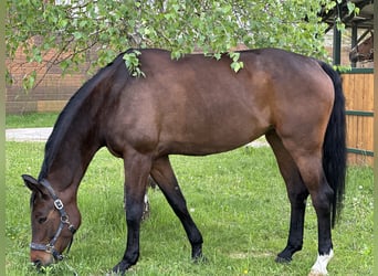Caballo de deporte alemán, Yegua, 8 años, 171 cm, Castaño oscuro