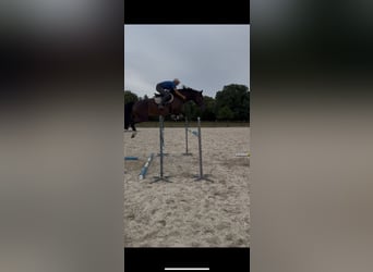 Caballo de deporte alemán, Yegua, 8 años, 172 cm, Castaño oscuro