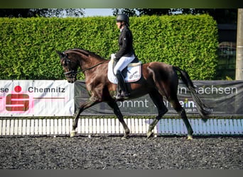 Caballo de deporte alemán, Yegua, 8 años, 172 cm, Negro