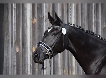 Caballo de deporte alemán, Yegua, 8 años, 172 cm, Negro