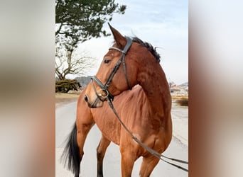 Caballo de deporte alemán, Yegua, 8 años, 173 cm, Castaño