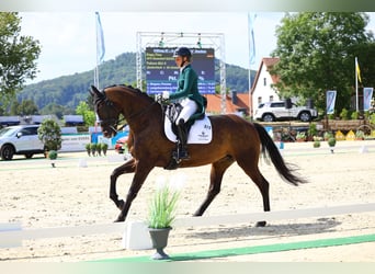 Caballo de deporte alemán, Yegua, 8 años, 174 cm, Castaño oscuro