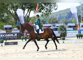 Caballo de deporte alemán, Yegua, 8 años, 174 cm, Castaño oscuro