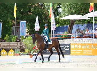 Caballo de deporte alemán, Yegua, 8 años, 174 cm, Castaño oscuro