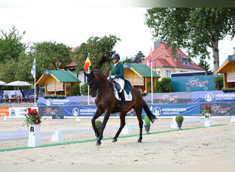 Caballo de deporte alemán, Yegua, 8 años, 174 cm, Castaño oscuro