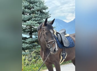 Caballo de deporte alemán, Yegua, 8 años, 175 cm, Morcillo