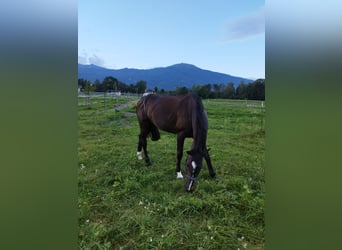 Caballo de deporte alemán, Yegua, 8 años, 175 cm, Morcillo